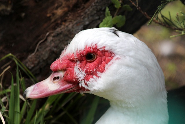 場普通的足 場普通的足